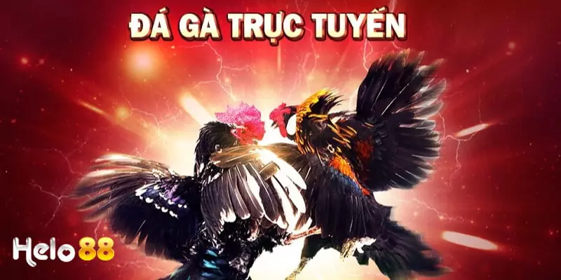 Đá gà trực tuyến