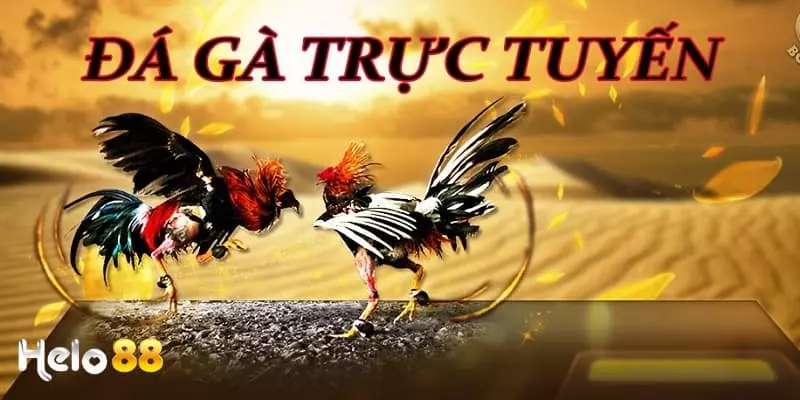 Đá gà truyền thống qua nền tảng trực tuyến