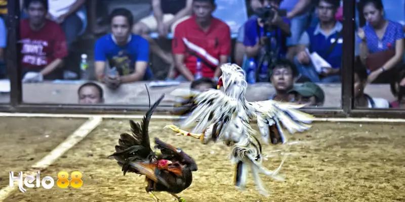 Lưu ý khi tham gia Đá gà trực tuyến là gì?